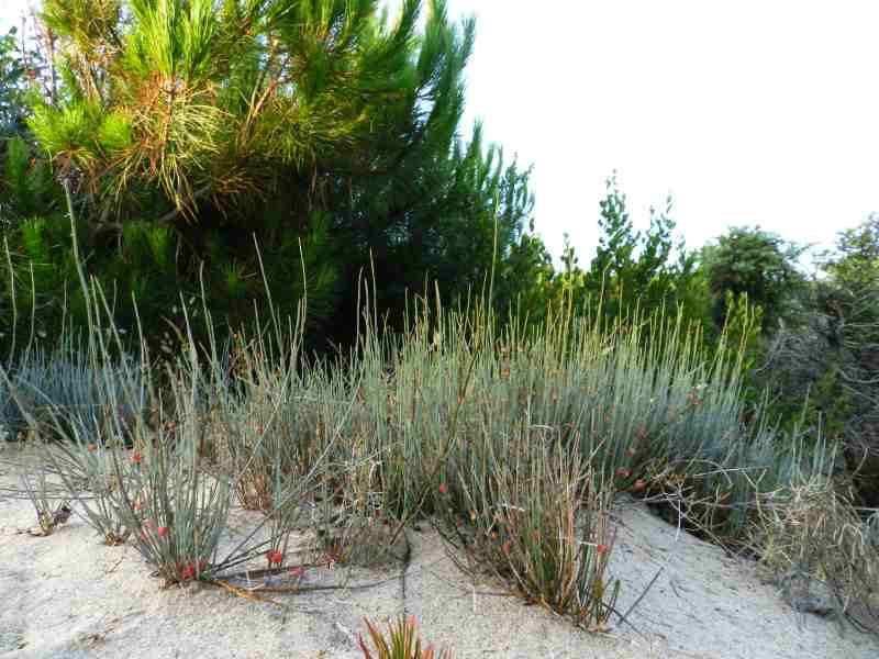 Ephedra distachya